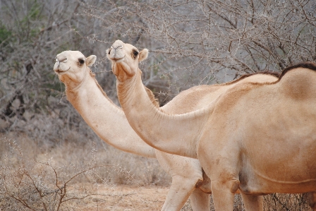 Foto Fauna silvestre zoo camello África