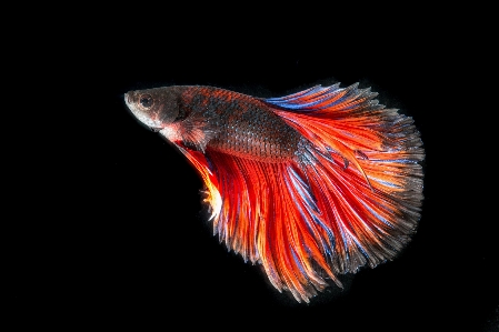 赤 生物学 魚 フリック 写真