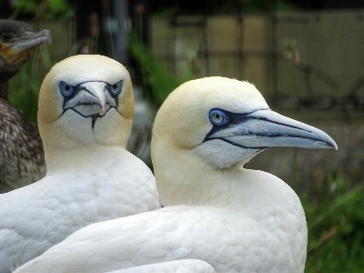 Foto Laut air alam burung