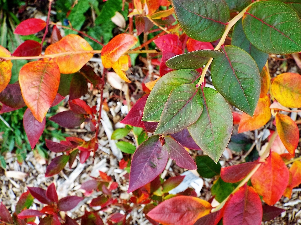 Tree branch plant leaf