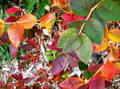 Tree branch plant leaf Photo