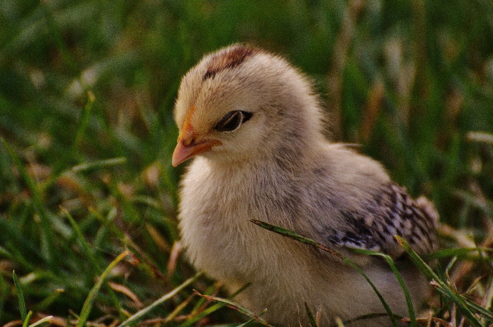 Nature herbe oiseau fleur