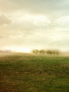 Landschaft baum natur gras Foto