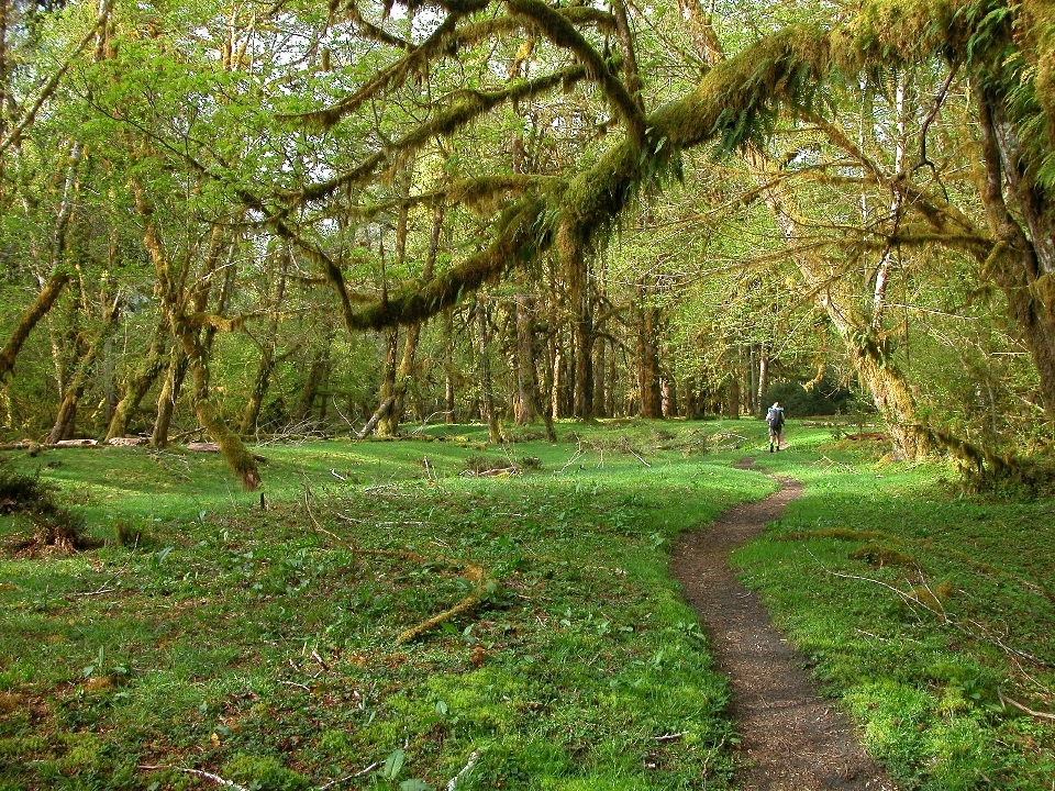 Landscape tree nature forest