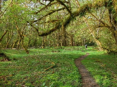 Landscape tree nature forest Photo