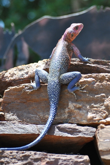 Faune afrique reptile fauna