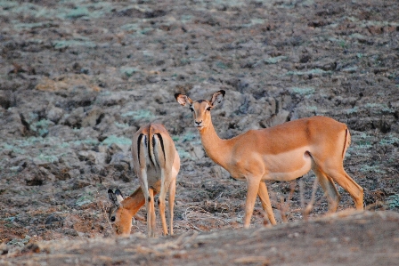 Prairie wildlife wild mammal Photo