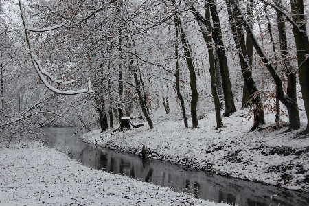 Foto árvore natureza floresta filial