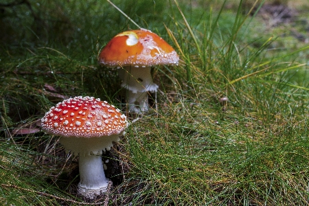 Foto Lanskap alam hutan padang rumput
