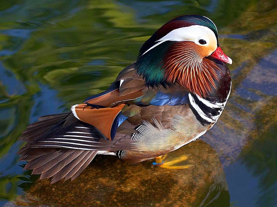 Acqua natura uccello ala