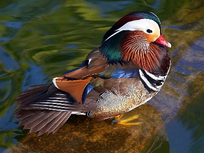 水 自然 鳥 羽 写真