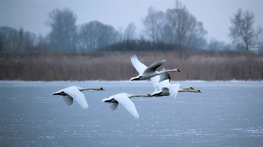 Kalt winter vogel flügel Foto