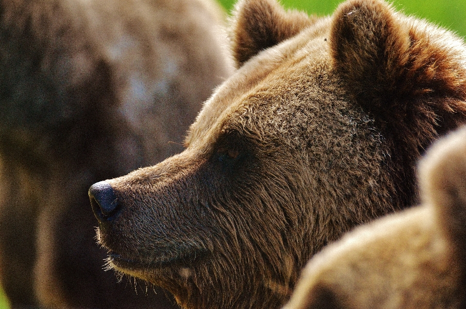 Bear wildlife zoo mammal