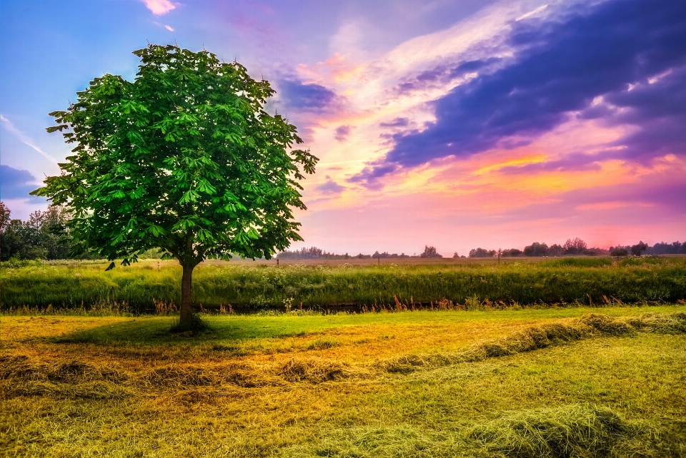 Paisagem árvore natureza grama