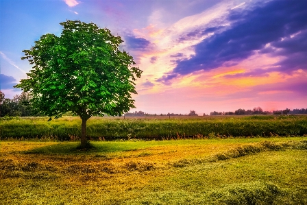 Landscape tree nature grass Photo