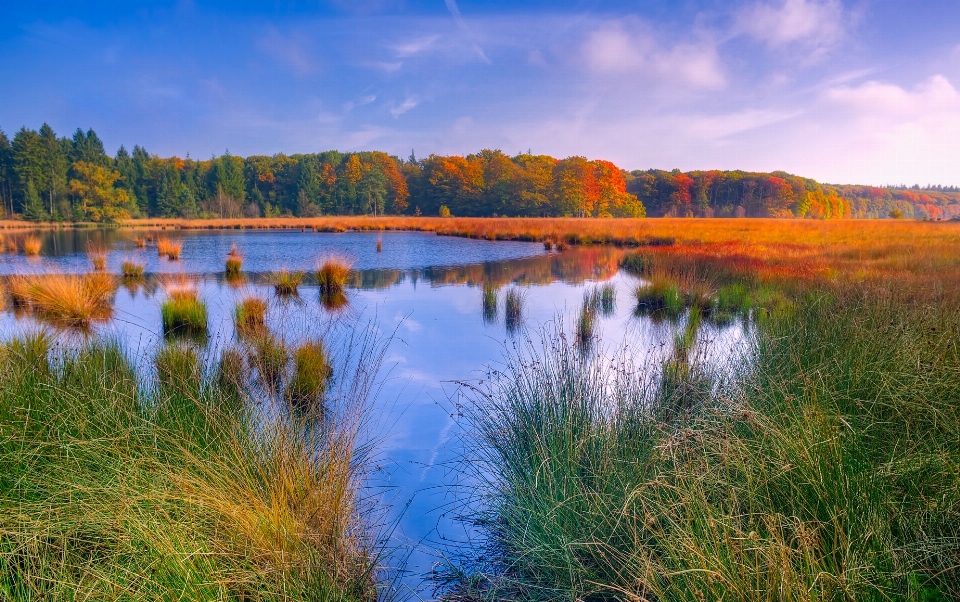 Landscape tree water nature