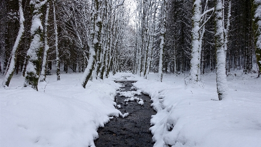 Tree forest branch snow Photo