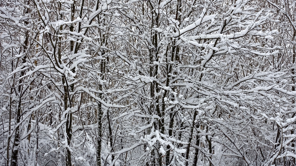 Arbre forêt bifurquer neige