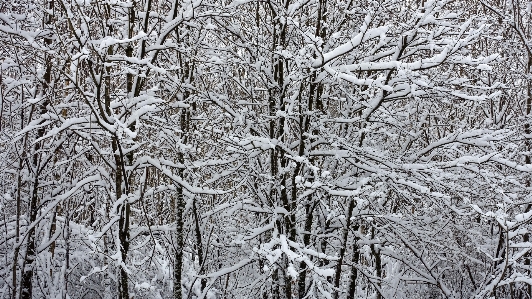 Tree forest branch snow Photo