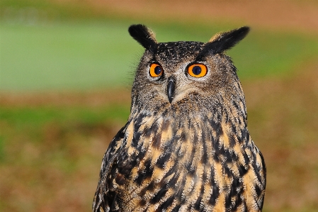 Bird wildlife beak owl Photo