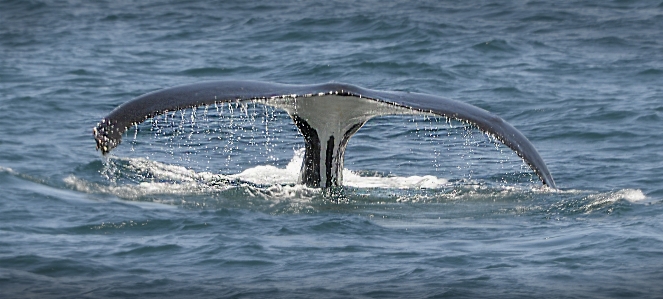 Sea ocean mammal fish Photo