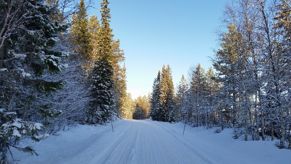 Drzewo las góra śnieg