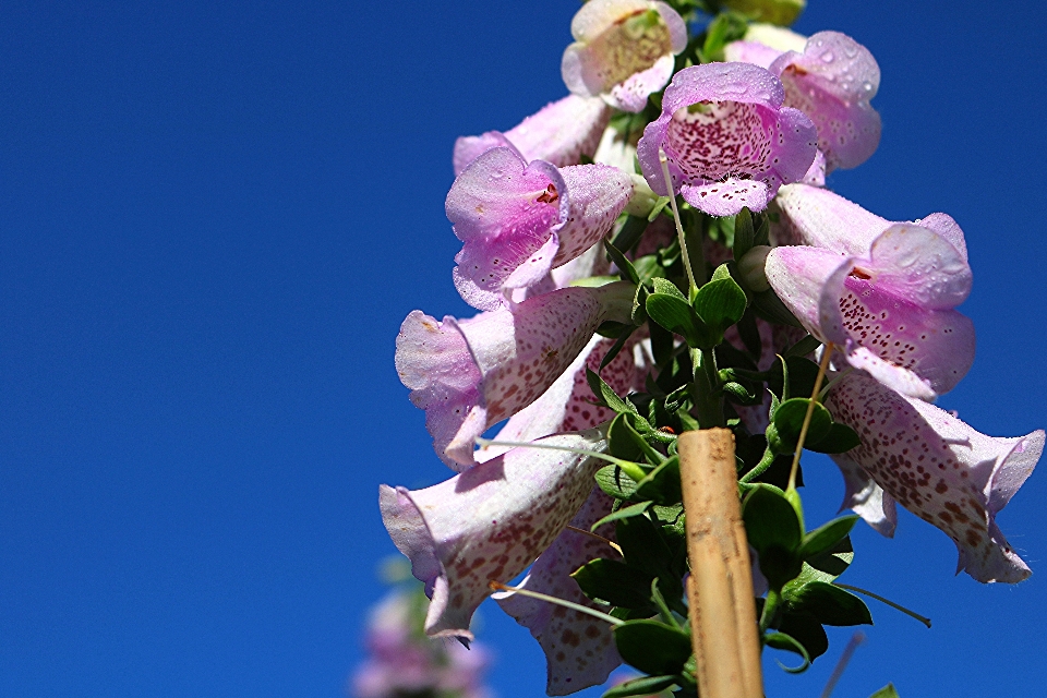 água filial florescer plantar