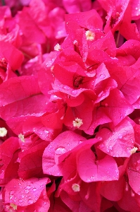 Nature blossom plant leaf Photo