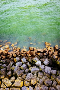 Landscape sea coast tree Photo