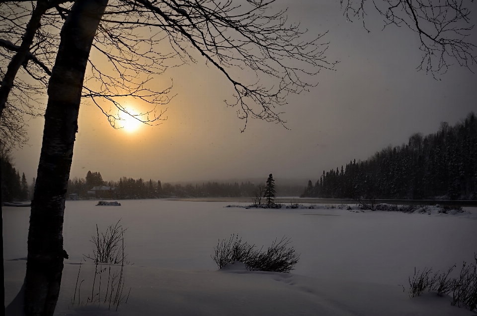 дерево природа ветвь снег