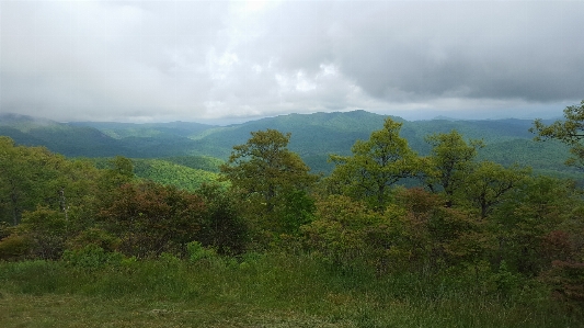 Landscape tree nature forest Photo