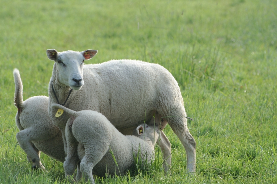 Natur gras feld bauernhof