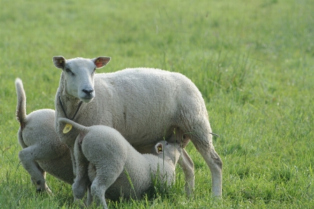 Nature grass field farm Photo