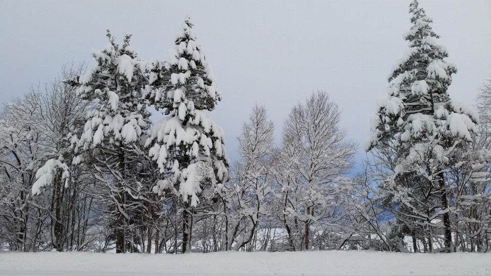 Arbre forêt bifurquer neige