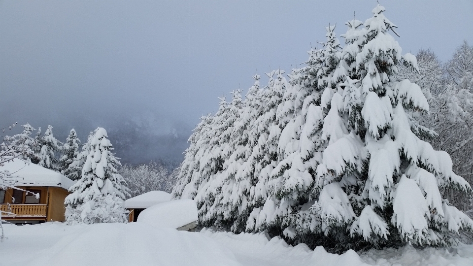 Albero montagna nevicare freddo