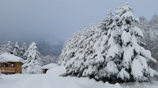 Tree mountain snow cold Photo