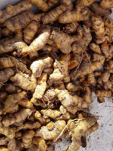 植物 木头 叶子 食物 照片