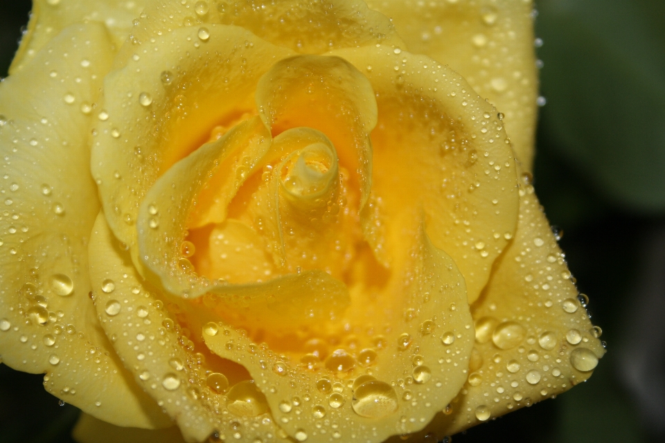 Kwitnąć rosa zakład fotografia