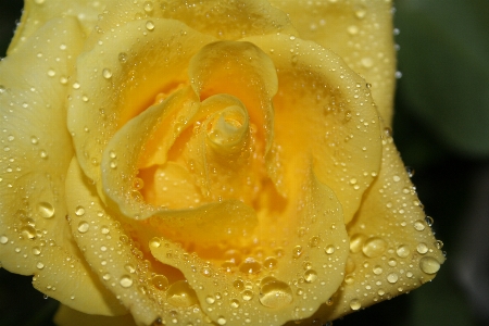 Blossom dew plant photography Photo