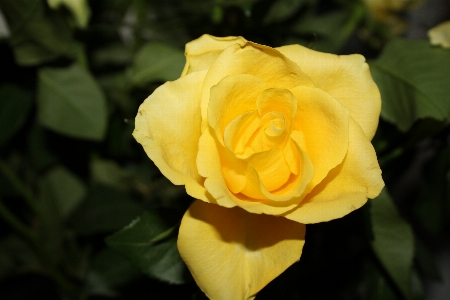 Blossom plant flower petal Photo