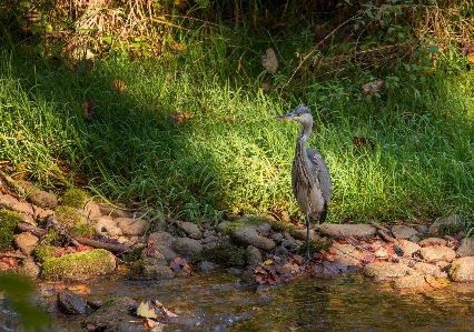 Manzara su doğa orman Fotoğraf