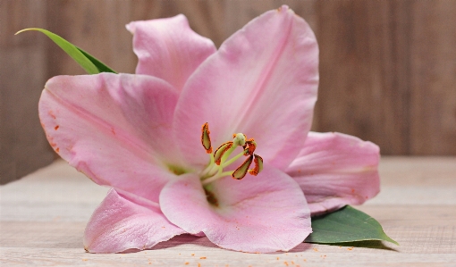 Blossom plant flower purple Photo