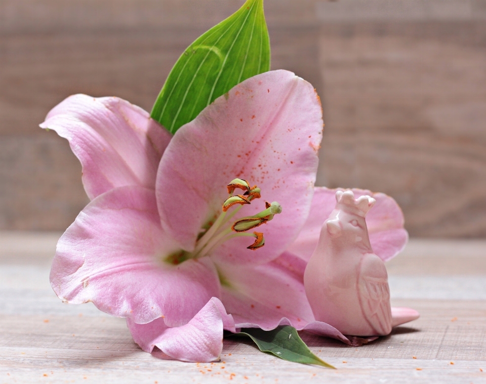 Blossom bird plant flower