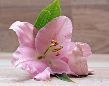 Blossom bird plant flower Photo