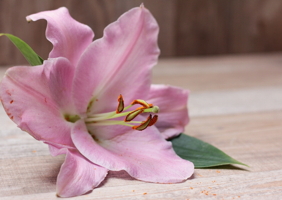 Blossom plant flower purple