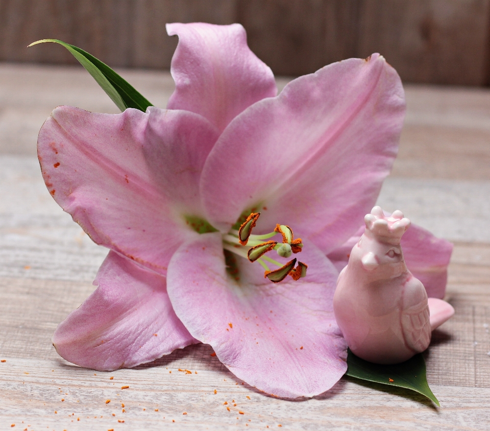 Blossom bird plant flower