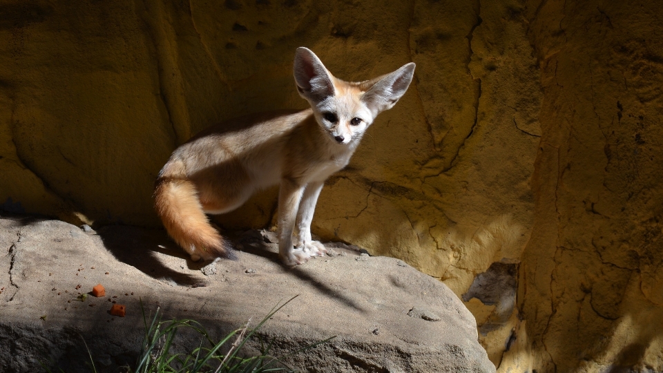 Animal wildlife environment zoo