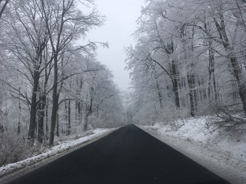 Arbre forêt neige hiver