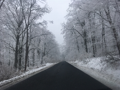 Фото дерево лес снег зима