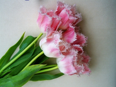 花 植物 花弁 チューリップ 写真